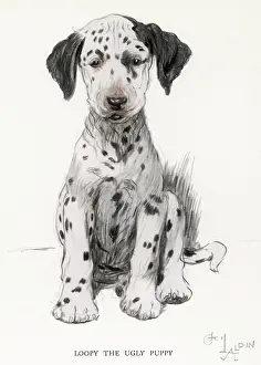 Loopy: Dalmatian puppy