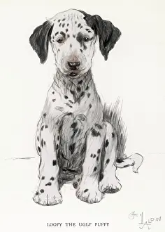 Dogs: Dalmatian puppy