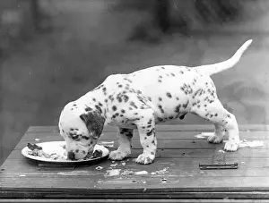 Terrible: DALMATIAN/PUPPY EATING