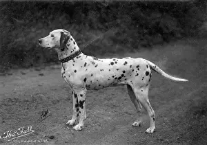 Spots: DALMATIAN/PUPS IN BASKET