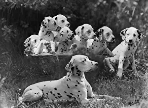 Bitches: Dalmatian - Rowberry - 1946