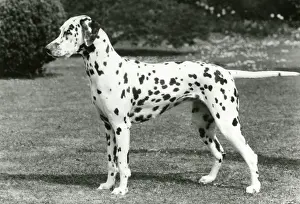 Breeze: DALMATIAN/SEA BREEZE