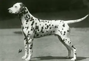 Brentwood: DALMATIAN/SNOW LEOPARD