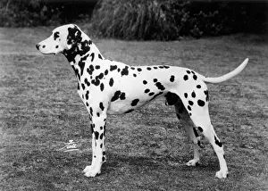 Softly: DALMATIAN/SOFTLY SOFTLY