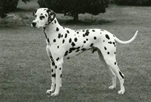 Dalmatian: DALMATIAN/SYDON SORCEROR