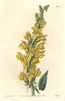 Linaria: Dalmatian toadflax, Linaria dalmatica
