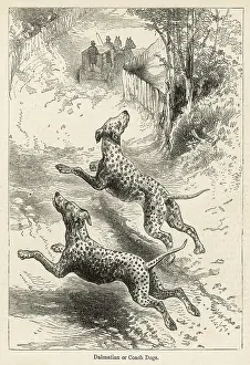 Dalmatians: DALMATIANS FOLLOW COACH