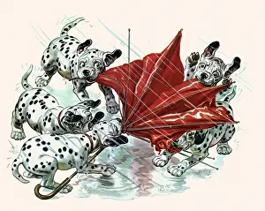 Dalmatians: Dalmatians in Rain