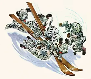 Dalmatians: Dalmatians on Skis