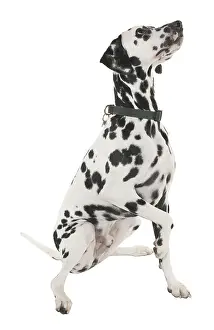 Caniformia: Dalmation