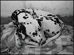 Dalmation: Dalmation dog
