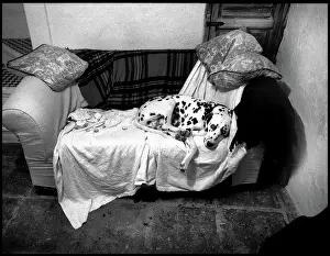 Dalmation: Dalmation on sofa