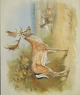 Thorburn: Dama dama, fallow deer