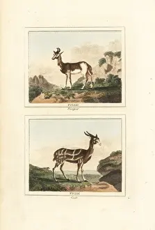 Quadrupeds: Dama gazelle and harnessed bushbuck