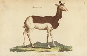 G. Kearsley: Dama gazelle, Nanger dama, critically endangered