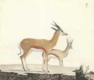 1754 1794: Damaliscus pygargus, bontebok