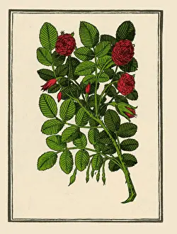 Horticultural: Damask Rose