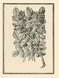 Horticultural: Damask Rose
