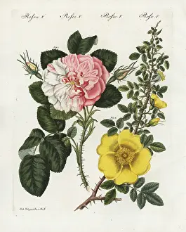 Damask: Damask rose and single yellow rose