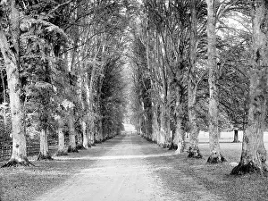 Highclere: Dames Avenue, Highclere Castle