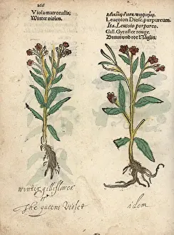 Purpureum: Dame's violet varieties, Hesperis matronalis