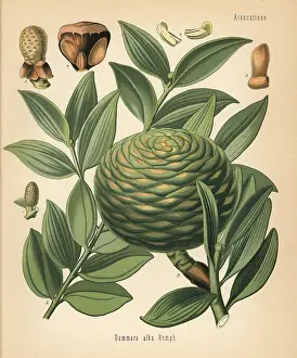 Koehlers: Dammar gum tree, Agathis dammara