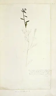 Asterales: Dampiera stricta, blue dampiera