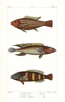 Paon: Damsel fish, ringtail pike cichlid and redbreasted wrasse