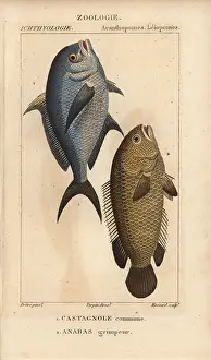 Jussieus: Damselfish, Chromis chromis, and climbing perch