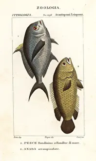 Barbu: Damselfish and climbing perch