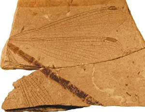 Damsel: Damselfly