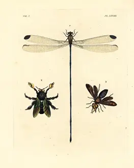 Lucretia: Damselfly, carpenter bee and potter wasp