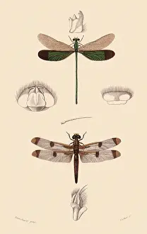 Arthropods: A Damselfly and a Dragonfly