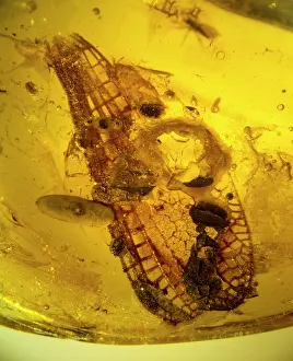 Damsel: Damselfly wings in amber