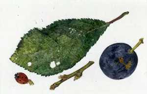 Helga Crouch: Damson leaf and fruit