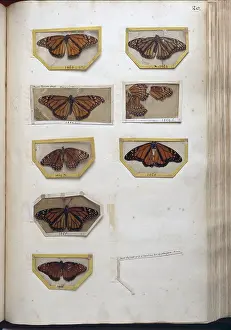 Mounts: Danaidae sp. milkweed butterflies in mounts
