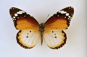 Wanderer: Danaus chrysippus, plain tiger butterfly