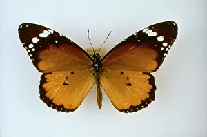 Wanderer: Danaus chrysippus, plain tiger butterfly