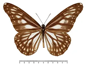 Brush Footed: Danaus ismare alba