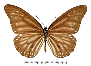 Brush Footed: Danaus melanippus haruhasa