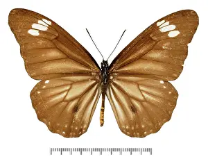 Brush Footed: Danaus melanippus taimanu