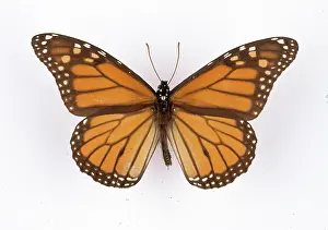 Lobsters: Danaus plexippus, monarch butterfly
