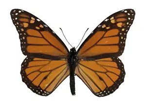 Danaidae: Danaus plexippus, monarch butterfly