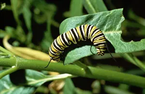 Juicy: Danaus plexippus, monarch caterpillar