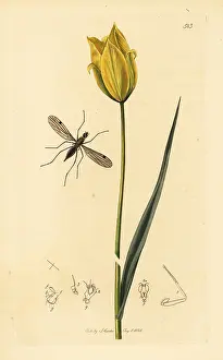 John Curtis: Dance fly and wild tulip