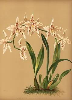 Oncidium: Dancing lady orchid, Oncidium alexandrae