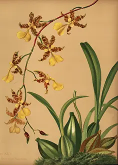 Oncidium: Dancing lady orchid, Oncidium tigrinum