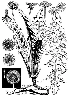 Lilley: Dandelion