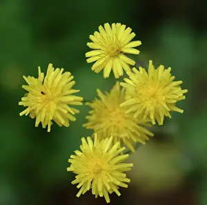 Digitalis: Dandelion