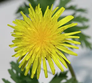 Eudicot: Dandelion